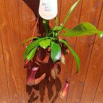 Mäsožravý krčiažnik (Nepenthes alata) ´MONKEY JARS´ - výška 20-30 cm, kont. C1L - závesný kvetináč